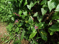 Tricyrtis lasiocarpa