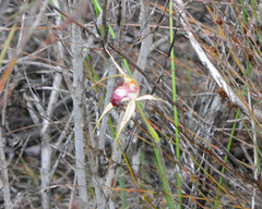 Caladenia paludosa