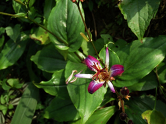 Tricyrtis lasiocarpa
