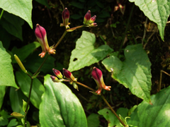 Tricyrtis lasiocarpa