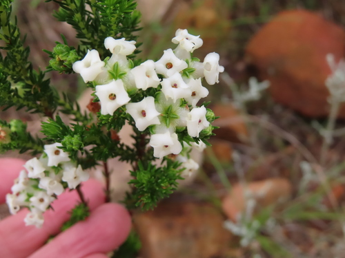 Image of Tooth Heath (Erica denticulata) by (c) linkie, some rights reserved (CC BY)