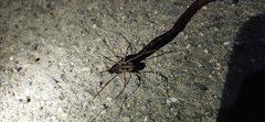 Bidentolophus bidens