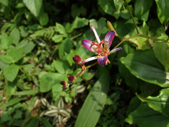 Tricyrtis lasiocarpa