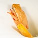 Arumlily Reed Frog - Photo (c) Tyrone Ping, some rights reserved (CC BY-NC)