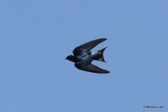 Hirundo lucida