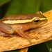 Pickersgill's Reed Frog - Photo (c) Tyrone Ping, some rights reserved (CC BY-NC), uploaded by Tyrone Ping