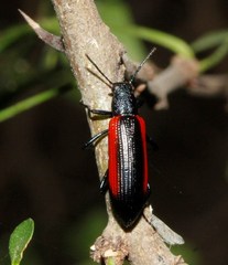 Strongylium championi