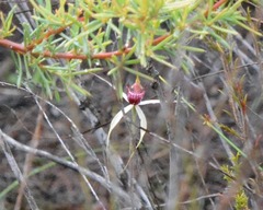 Caladenia paludosa