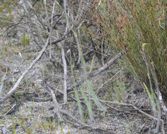Caladenia paludosa