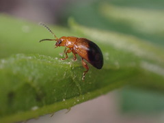 Nisotra bicolorata