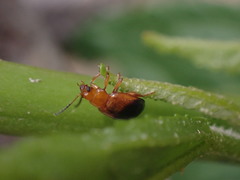 Nisotra bicolorata