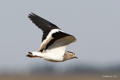 Vanellus melanocephalus