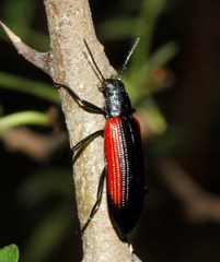 Strongylium championi