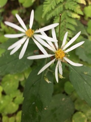 Eurybia chlorolepis