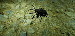 Moechotypa diphysis