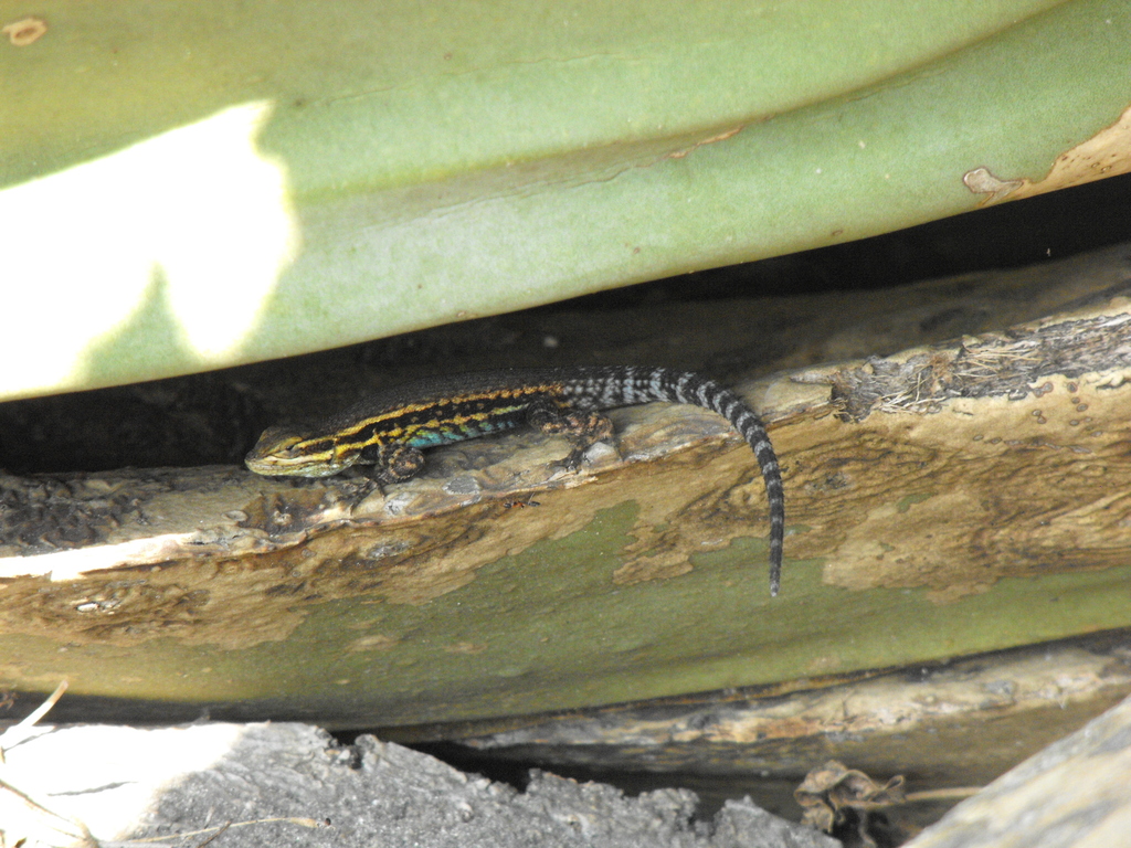 Cursorial Spiny Lizard