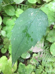 Eurybia chlorolepis