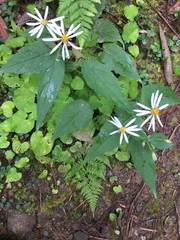 Eurybia chlorolepis