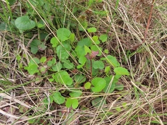 Centella eriantha