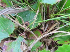 Centella eriantha