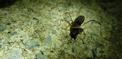 Bidentolophus bidens