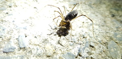 Bidentolophus bidens