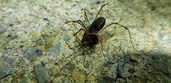 Bidentolophus bidens