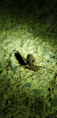 Bidentolophus bidens