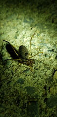 Bidentolophus bidens