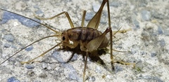 Tachycines asynamorus