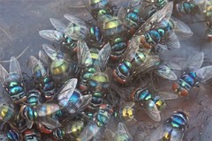 Chrysomya chloropyga