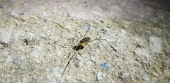Oligolophus tienmushanensis