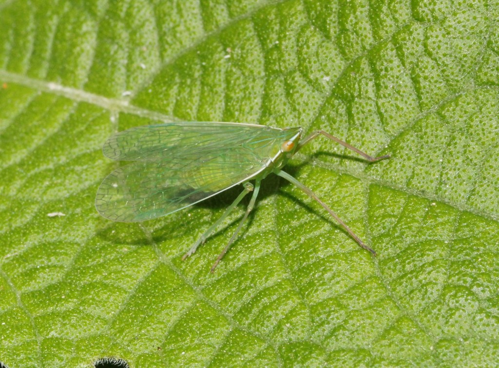 Nersia florida
