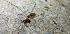 Oligolophus tienmushanensis