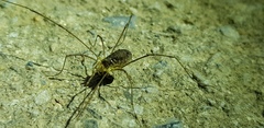 Oligolophus tienmushanensis
