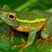 Yellow-striped Reed Frog - Photo (c) Tyrone Ping, some rights reserved (CC BY-NC), uploaded by Tyrone Ping