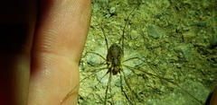 Oligolophus tienmushanensis