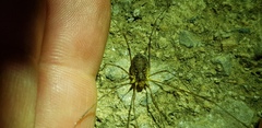 Oligolophus tienmushanensis