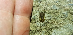 Oligolophus tienmushanensis