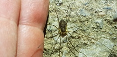 Oligolophus tienmushanensis