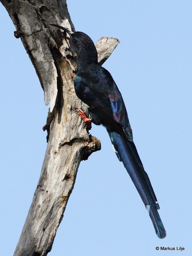Black-billed Woodhoopoe