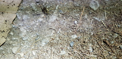 Oligolophus tienmushanensis