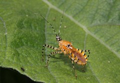 Pselliopus latispina