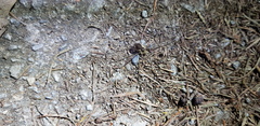 Oligolophus tienmushanensis