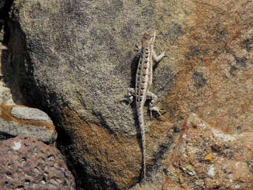 Sceloporus jalapae