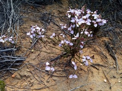 Polygala microlopha
