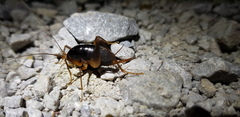 Paratachycines ussuriensis