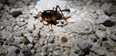 Paratachycines ussuriensis