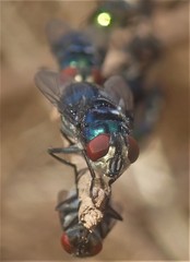 Chrysomya chloropyga