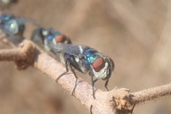 Chrysomya chloropyga